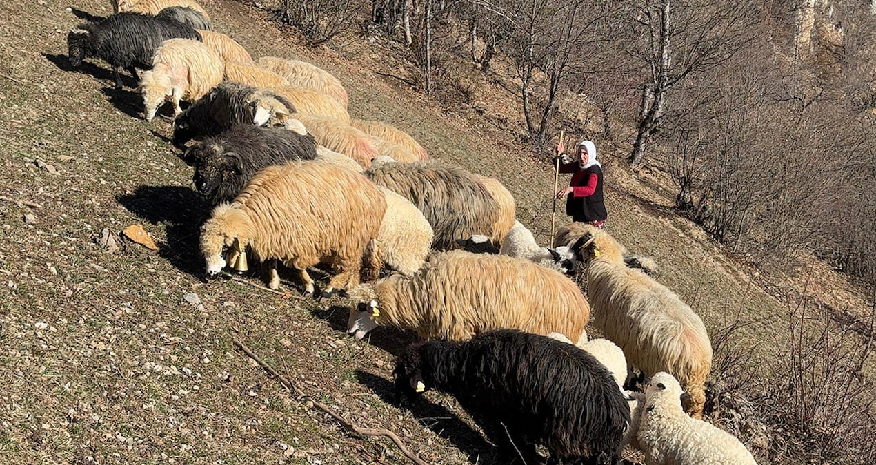 1500 rakımlı bölgede zorlu mücadele: Kendi üretiyor, paraya para demiyor